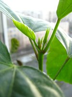 IMG_0838.JPG