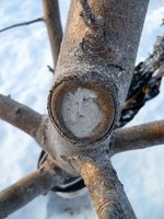 живица.jpg