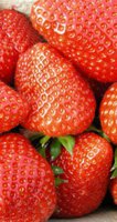 Фото от сюда http://www.vissers.com/?/nl/aardbeiplanten/27/elianny