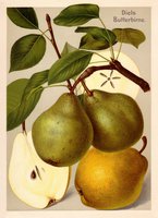 Mьller-Diemitz; Bissmann-Gotha u.a.: Deutschlands Obstsorten