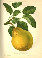Gaucher, Nicolas: Pomologie des praktischen Obstbaumzьchters, Stuttgart 1894