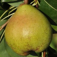 Pero Spina Carpi(Spina Carpi)