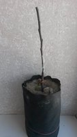 Из бернот начали отрастать корешки.