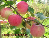 Персиянка 2007 г.