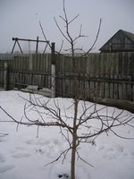 жигули.jpg