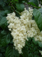 DSC00768.JPG