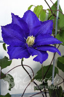 pix229_Clematis_Lasurstern_L1.jpg