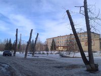 Крона Стройное бревно.jpg