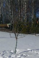Грушу эту стыдно показывать. Как так я ее обрезала. Вся куда-то в сторону ушла. Может у меня какая-то аномалия.Приросты дала по метру в прошлом году.
