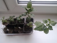 20130119_142719.jpg