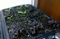 WP_20160324_19_05_28_Pro.jpg