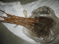 IMG_5743.JPG