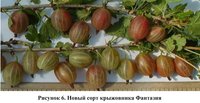 Крыжовник Фантазия.jpg