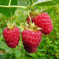 raspberry-glen-lyon-x10-long-canes-4-2169502-regular.jpg