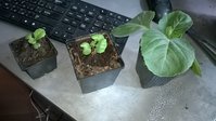 WP_20160403_001.jpg