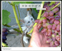 виноград7.gif