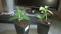 WP_20160407_007.jpg