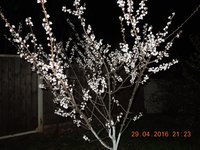 DSCN4536.JPG