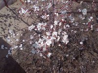 Саратовский рубин 02.05.16.jpg