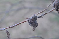 DSC_7938.JPG