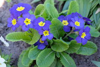 DSCF0409_1.JPG