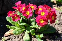 DSCF0407_1.JPG
