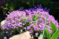 DSCF0414_1.JPG