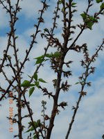 DSCN4600.JPG