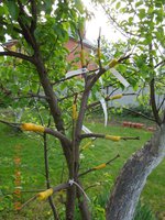 DSCN4602.JPG