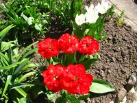 IMG_0201-1.jpg