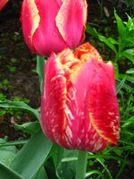IMG_0332-1.jpg