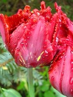 IMG_0333-1.jpg