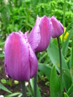 IMG_0334-1.jpg
