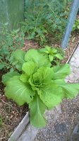WP_20160522_011.jpg