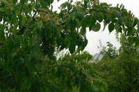 P1260314.JPG