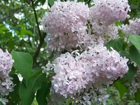 uld1_mycdn_me (10).jpg