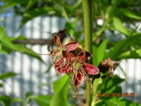 DSCN1215.JPG