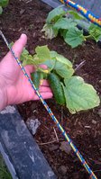 WP_20160528_001.jpg