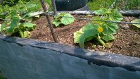 WP_20160529_006.jpg