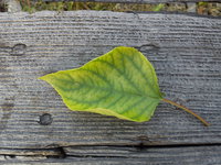 DSC00041.jpg