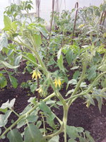 IMG_20160606_194657.jpg