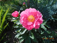 Lovely Rose 085.jpg