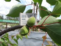 Саратовский рубин на терносливе. Прививка 2014 года.jpg