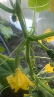 WP_20160606_001.jpg