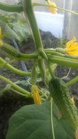 WP_20160606_002.jpg