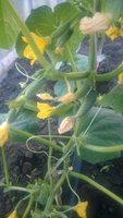 WP_20160606_003.jpg