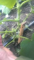 WP_20160606_007.jpg
