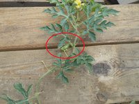 DSCN6434_small.jpg