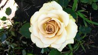 Вот еще один Гипноз фото со вспышкой