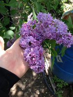 Попутчица (3). 1JPG.jpg